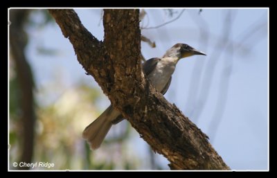 9255 - Little Friarbird