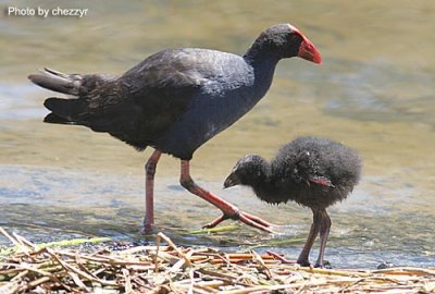 swamphen-and-young