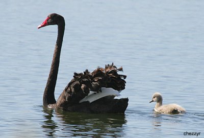 mother-and-baby-swan