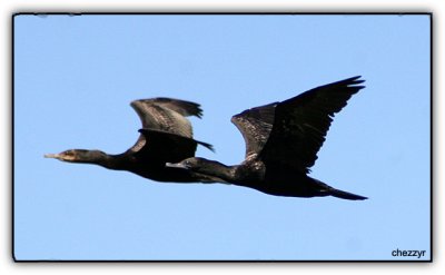 little black cormorants flying
