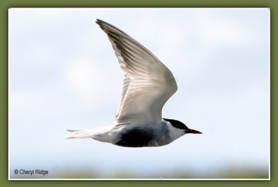 0277b-tern