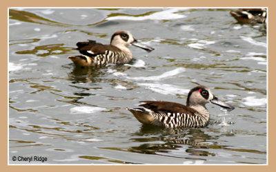 0339-pink eared ducks