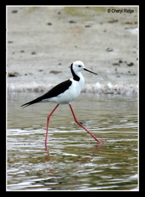 6932-black winged stilt