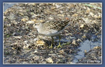 6829-sandpipers