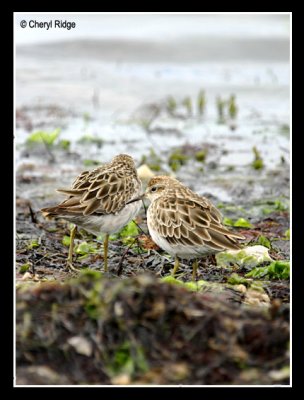 6943-sandpipers