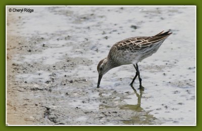 0319 - Sharp tailed Sandpiper