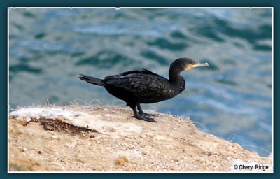 0407 Great Cormorant