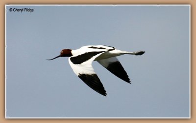 6881-red necked avocet