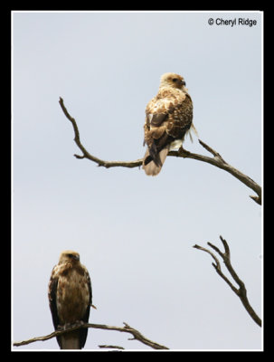 7001 - Whistling Kite