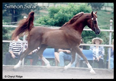Simeon Sa'ar - Arabian Stallion