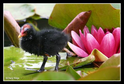 7231b- dusky moorhen (chick)