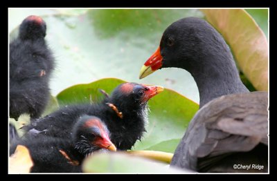 7238b- dusky moorhen (mother and chicks)