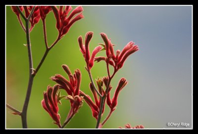 australian native flowers misc