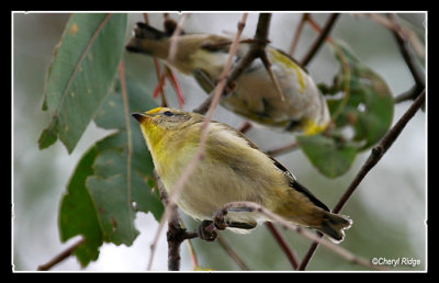 7146- spotted pardalote