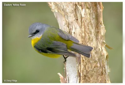 6283- eastern yellow robin