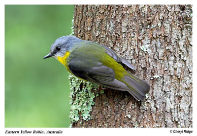 7351- eastern yellow robin