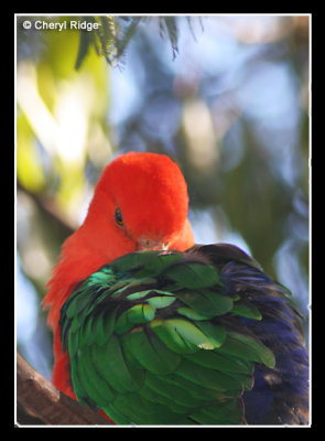 1153- king parrot (male)