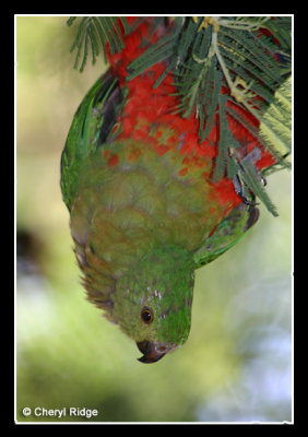 8023- king parrot (female)