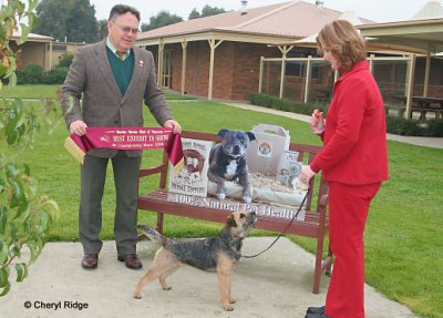 Border Terrier Championship Show - Best in Show