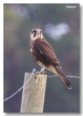 1183 - brown falcon