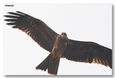 1196b - black kite