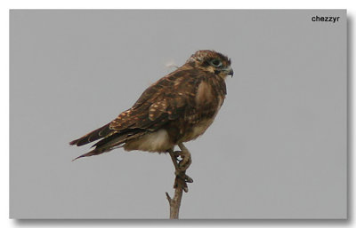 1254 - brown falcon