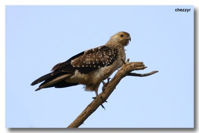 8205 - juvenile whistling kite