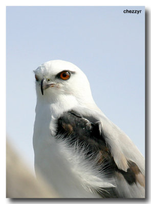 8307- Black Shouldered Kite