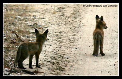 5621-young-fox-cubs