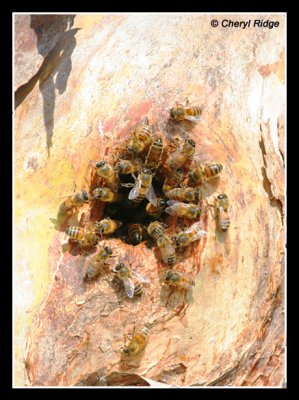 6919-bees-tree-hollow