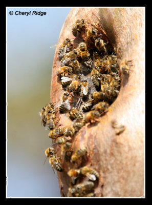 6946-bees-tree-hollow