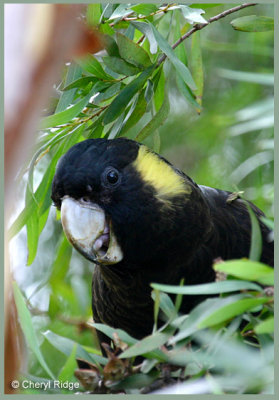 8706- yellow tailed black cockatoo