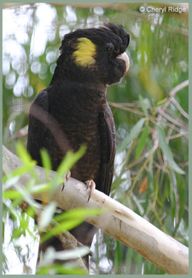 8717- yellow tailed black cockatoo