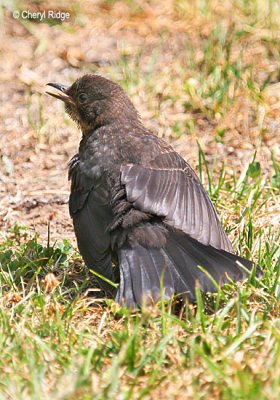 1782 - young Common Blackbird