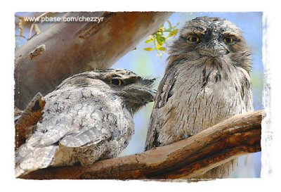 Frogmouths