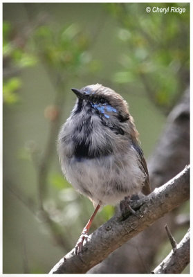 8888-  superb fairy wren male - in eclipse plumage