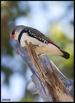 Diamond Firetail Finches