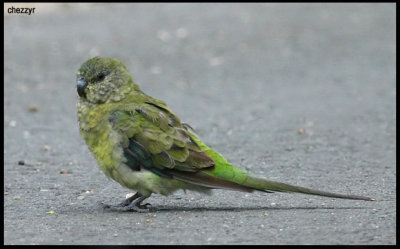 9142- red rumped parrot (female)