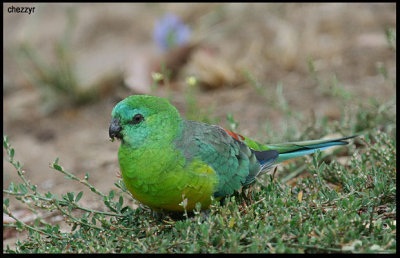 9160- red rumped parrot (male)