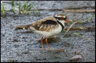 9170- black fronted dotterel