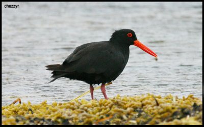 9266- sooty oystercatcher