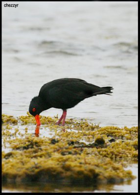 9271- sooty oystercatcher