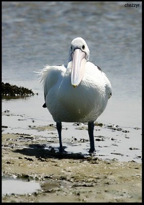 9321- pelican