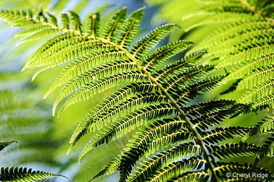 8737- fern - frond