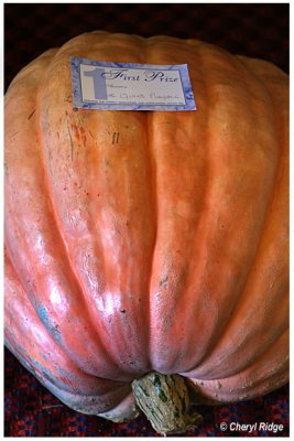 2491-giant pumpkin