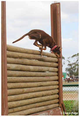 2522- dog high jump