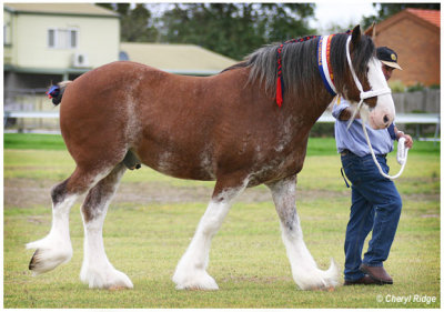 9365- clydesdale horse judging