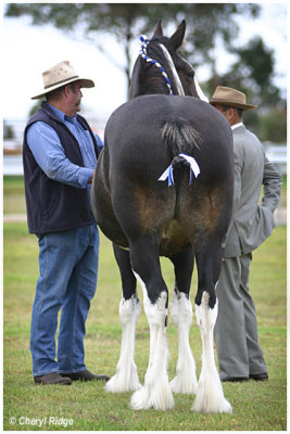 9375- clydesdale horse judging