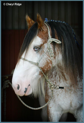 9384- clydesdale horse