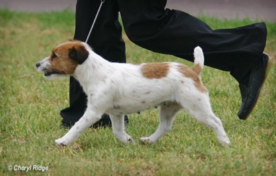 9393- dog judging - jack russell terrier